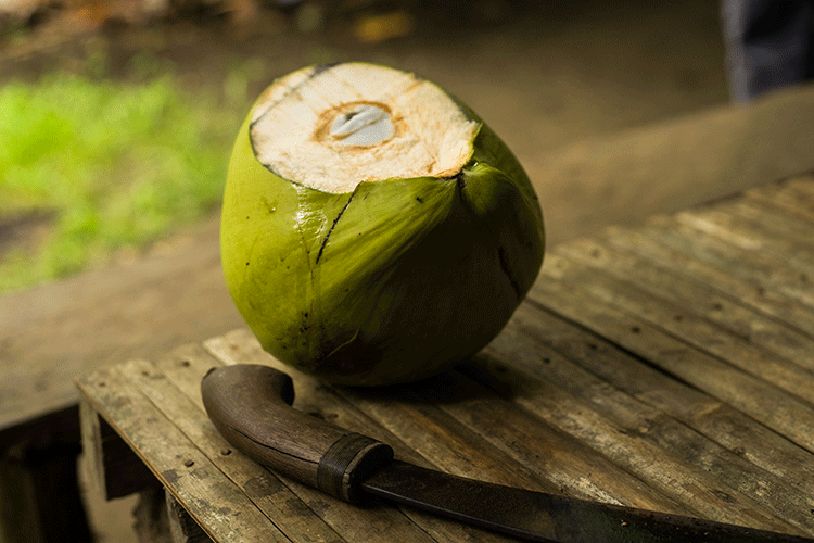 junge grüne Kokosnuss mit Machete